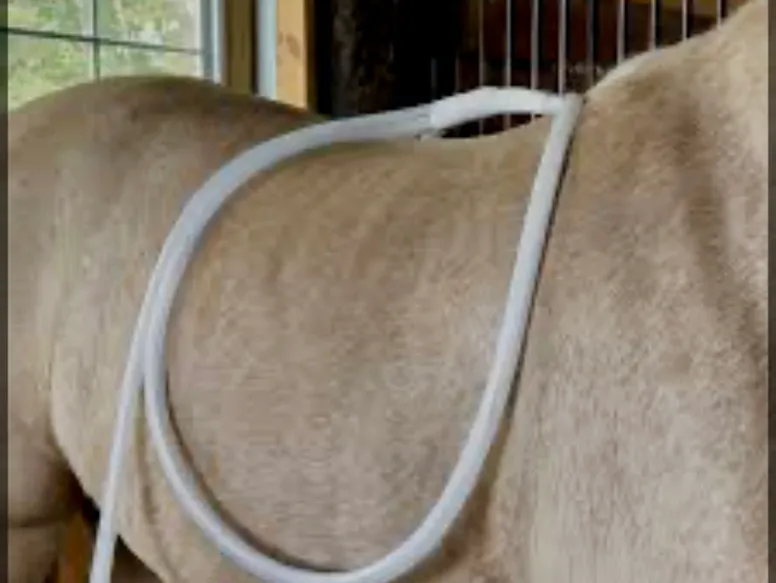 MagnaWave PEMF loop applied to a horse