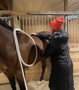 Equine bodyworker performing a PEMF session on a bay horse inside a barn in Woodinville, WA
