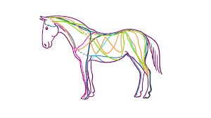 Drawing of equine fascial lines.