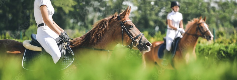 Horses with their riders.