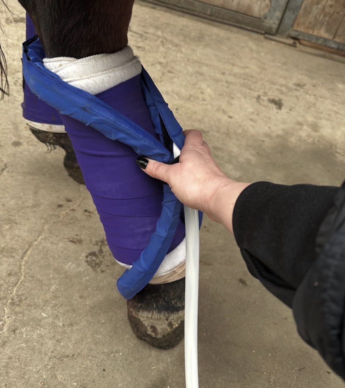 Horse bodywork session photo 2911