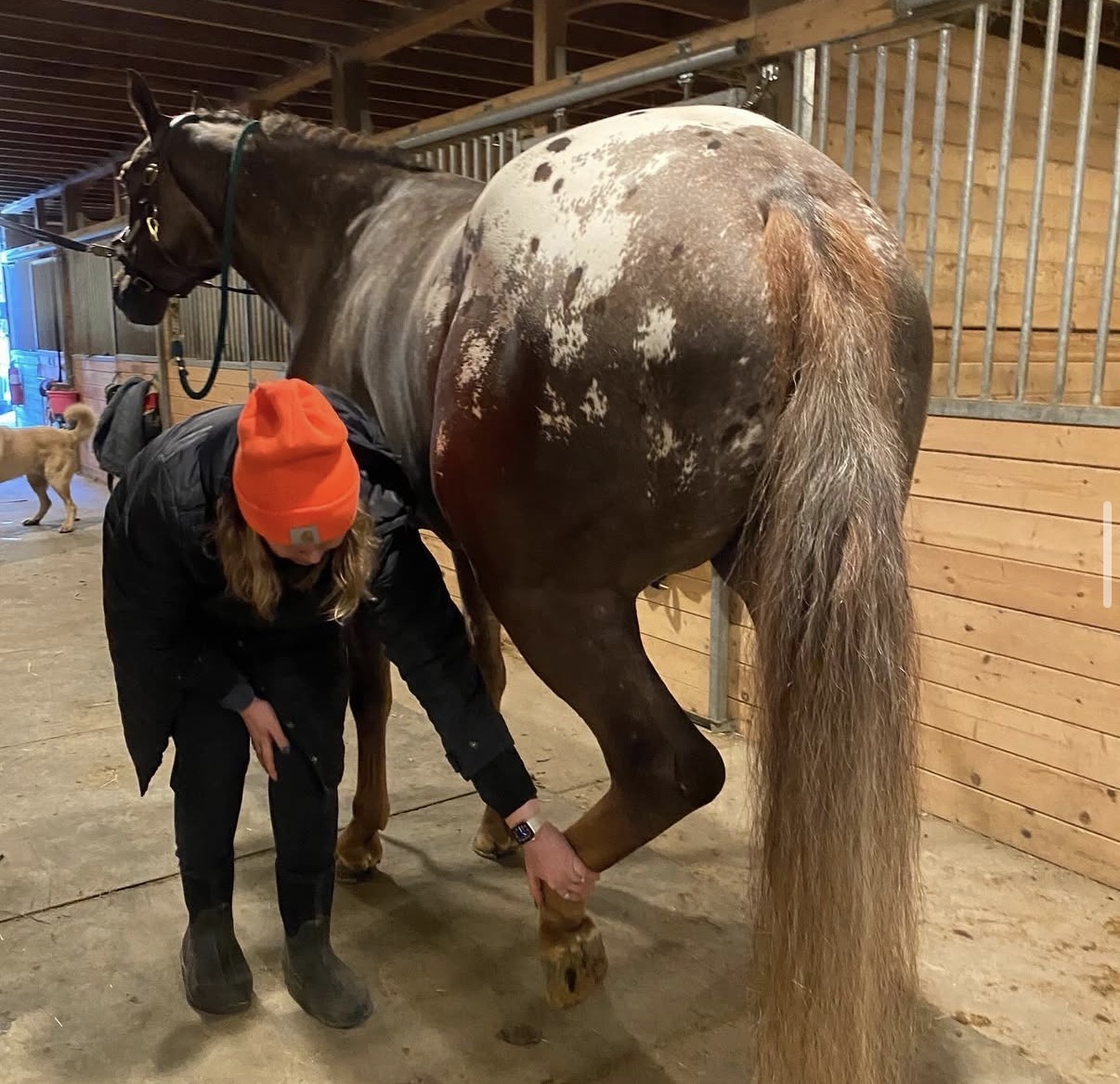 Horse bodywork session photo 2912