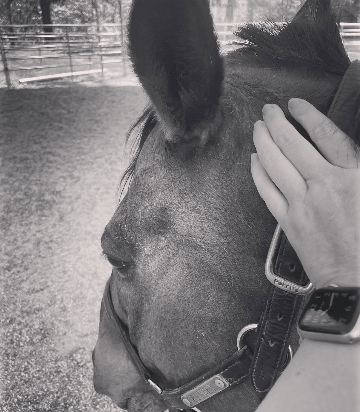 Horse bodywork session photo 2914