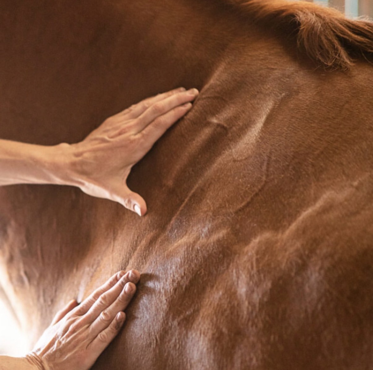 Horse bodywork session photo 2916