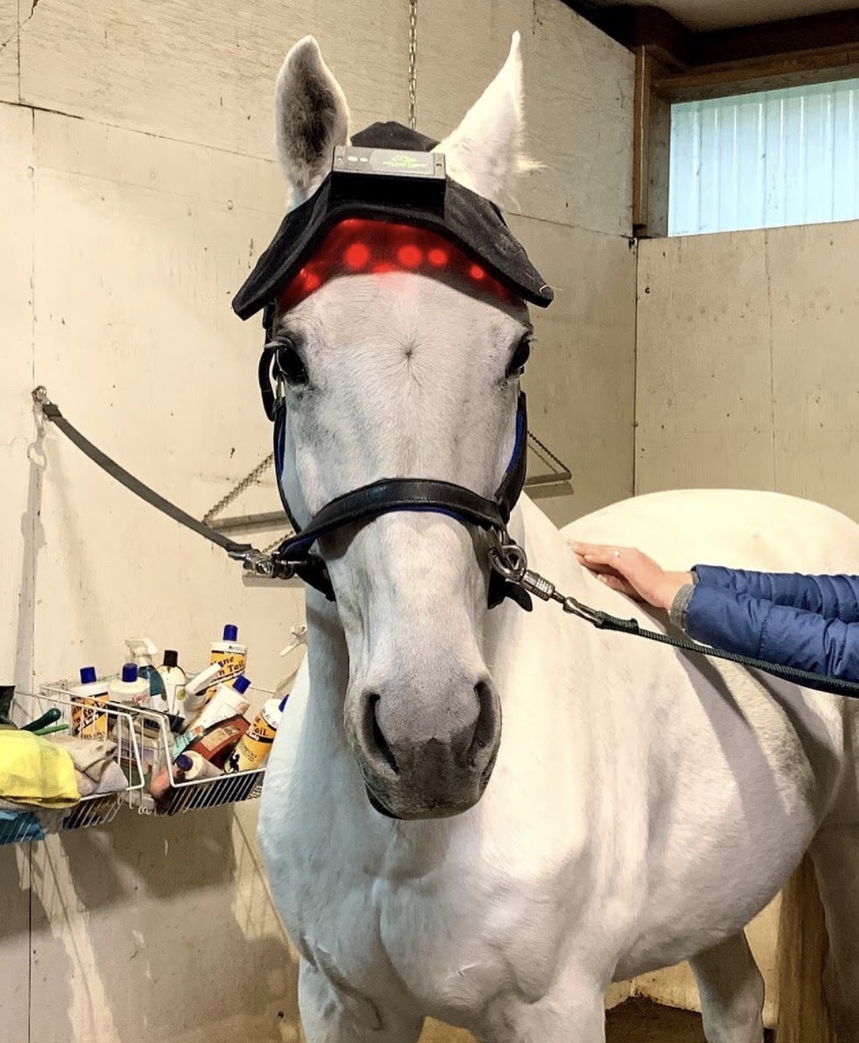 Horse bodywork session photo 2918