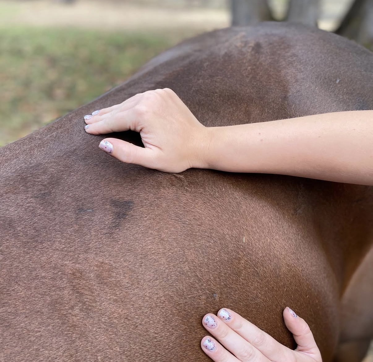 Horse bodywork session photo 2919