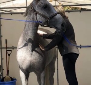 Hands performing deep-tissue equine massage along the horse’s back muscles.