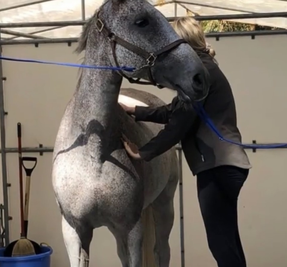 Horse bodywork session photo 2920