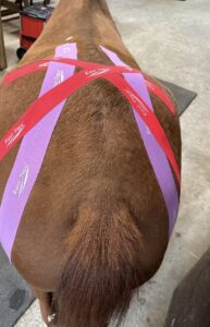 Equine bodyworker applying kinesiology tape to assist with hind-end stability.