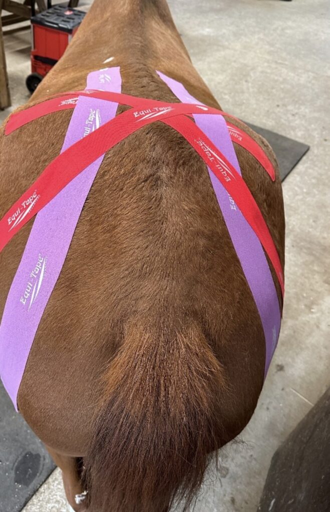 Equine bodyworker applying kinesiology tape to assist with hind-end stability.