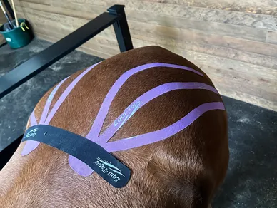 Equine kinesiology tape on hindquarters