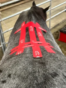 Horse with kinesiology tape on back for kissing spine