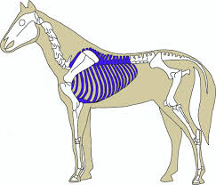 Anatomical drawing of the horses ribcage