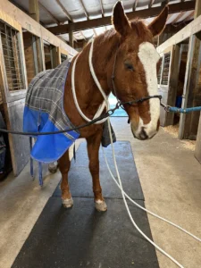 Senior Horse Getting PEMF in barn aisle